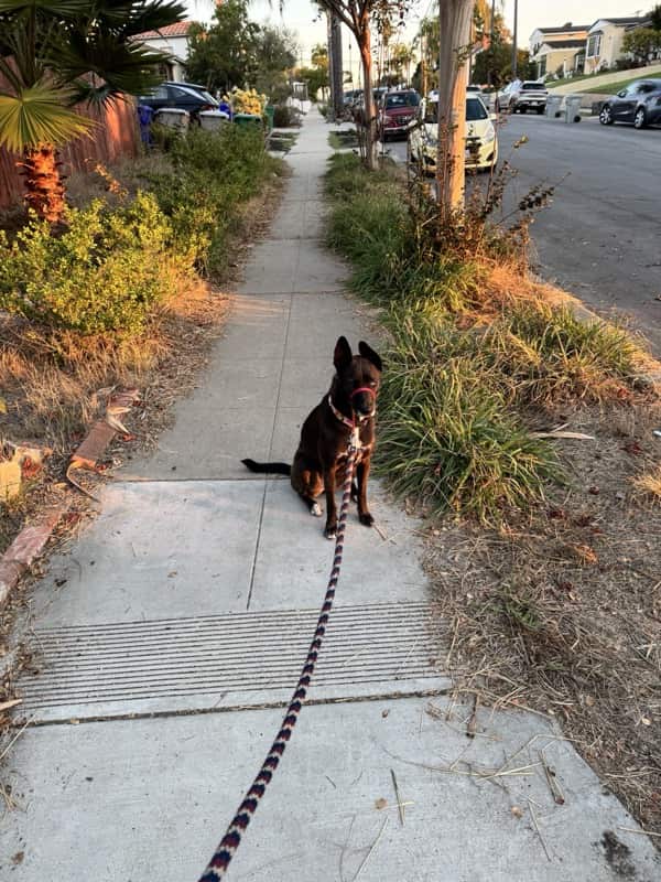 A picture of a black dog named Bowie sitting, taken on November 13 2025 at 6:30 am